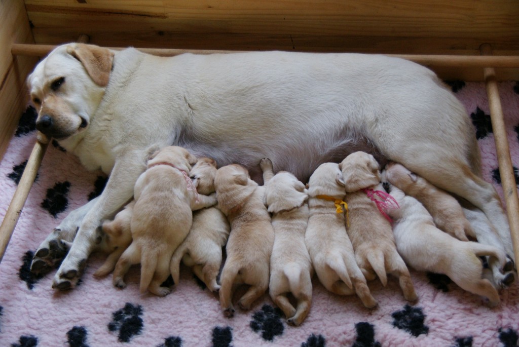 lab puppy growth stages