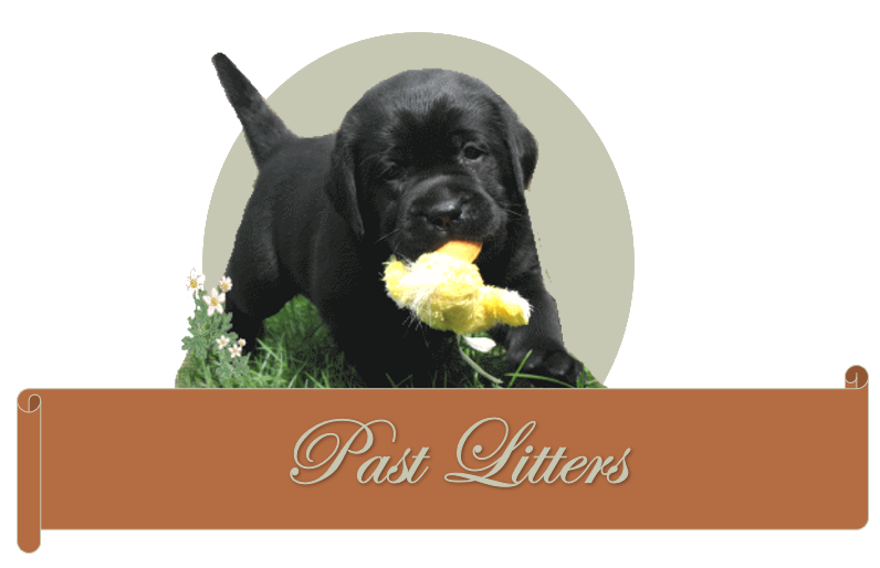 Previous Litters (2007-2014)