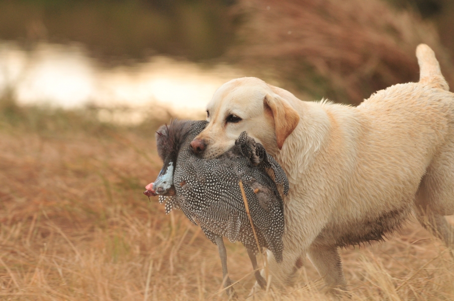 HealthAllergies Eagertrieve Za Labrador Retrievers