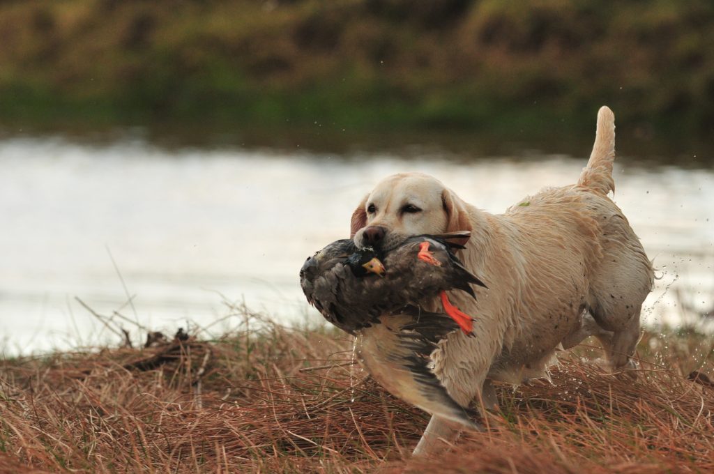 Field Trial Results Eagertrieve Za Labrador Retrievers