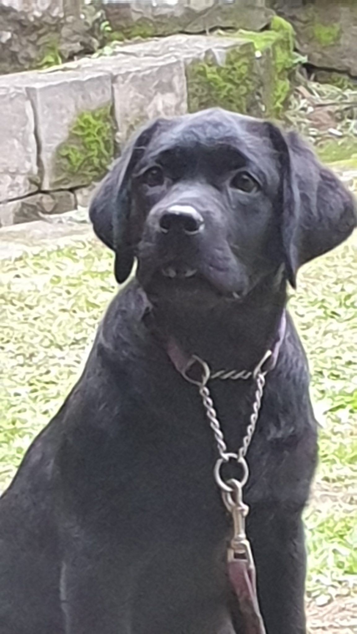 Our Labs Eagertrieve Za Labrador Retrievers