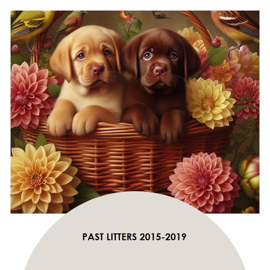 Previous Litters (2015-2019)